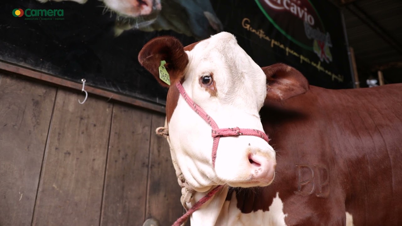 EVENTOS: Camera Agroindustrial na 44&ordf; Expointer: Premia&ccedil;&atilde;o e Destaques em Nutri&ccedil;&atilde;o Animal