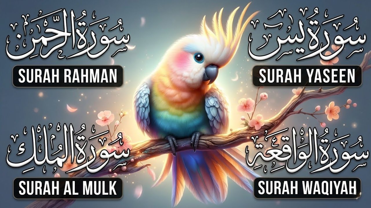 Surah Yasin | Surah Rahman | Surah Waqia | Surah Mulk | Full HD | Quran 24/7 | Alaa Aqel | Ep 005