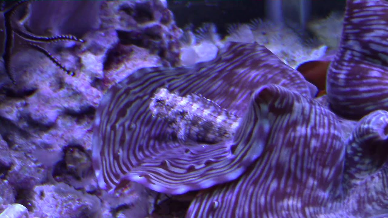 Lawnmower Blenny Care