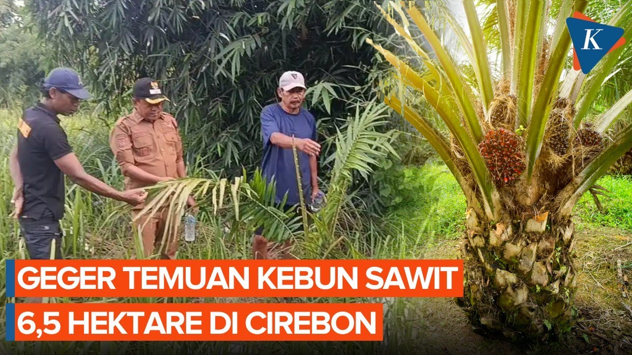 Temuan Kebun Sawit di Cirebon, Dinas Pertanian: Kami Juga Kaget, Tiba-tiba Ada