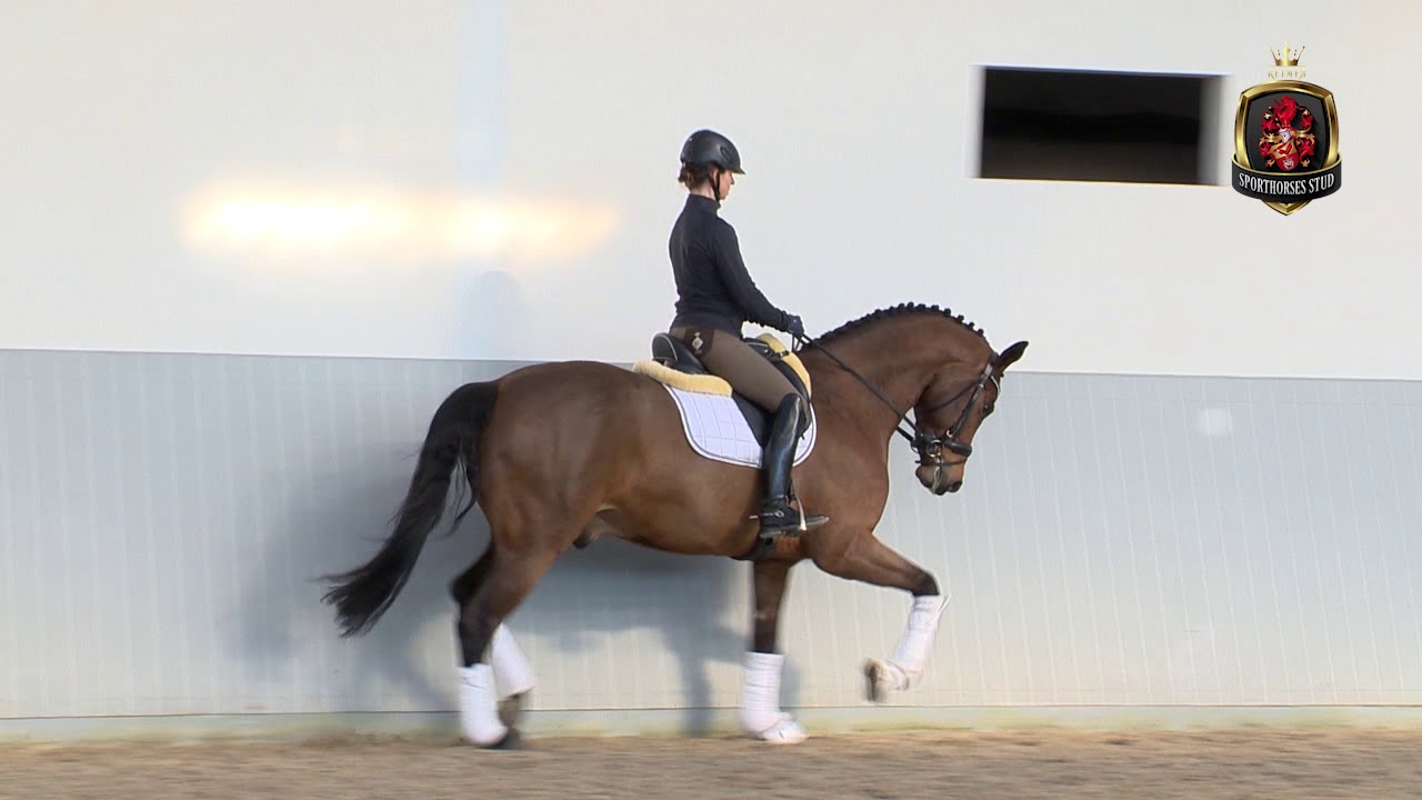 Dressurpferd Pr&auml;sentation Jenairo | Sporthorses-stud