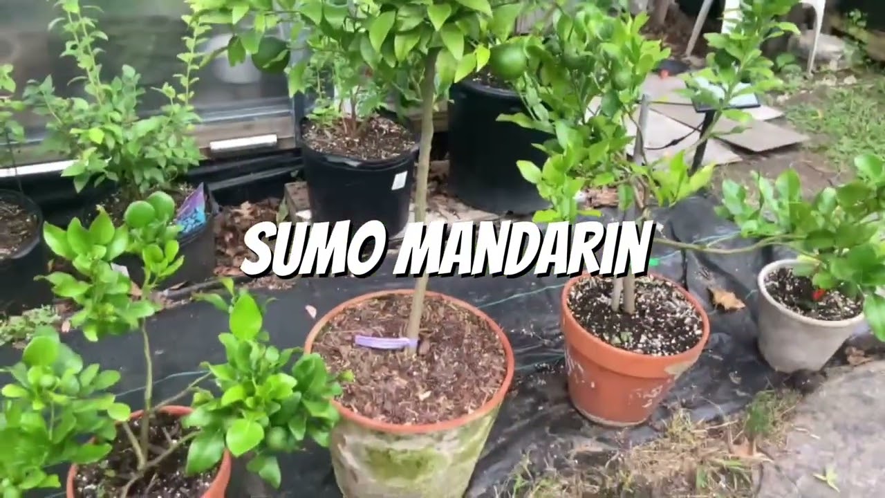 Sumo Mandarin