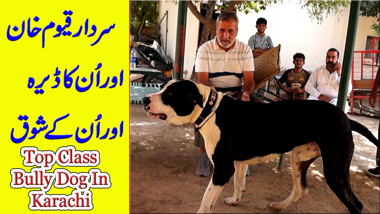 Top Class Bully Dogs In Karachi of Sardar Qayoum Khan Sahib By Bully Dog Chennel @Nafa TV HD