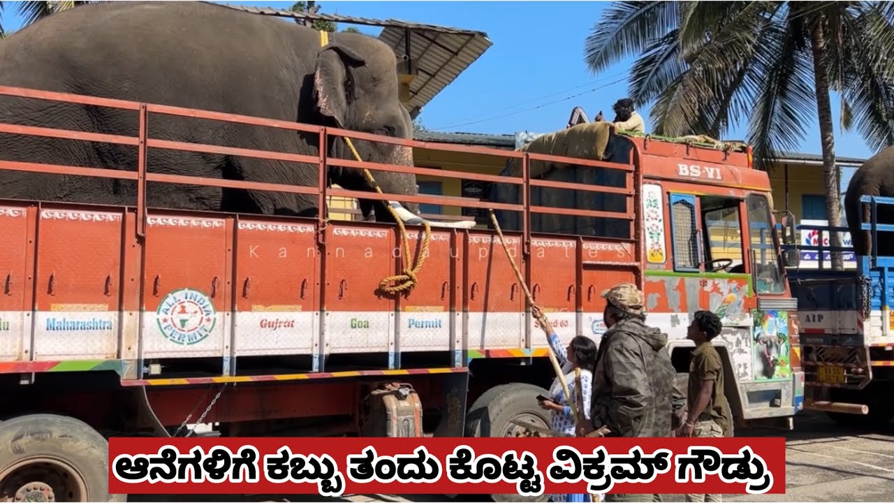 ಆನೆಗಳಿಗೆ ಕಬ್ಬು ತಂದು ಕೊಟ್ಟ ವಿಕ್ರಮ್ ಗೌಡ್ರು, ಮೂರನೇ ದಿನ ಸಹ ಆಗಲಿಲ್ಲ . ಕಷ್ಟದ ಜಾಗ ಬೆಟ್ಟ ಗುಡ್ಡ | Wild 