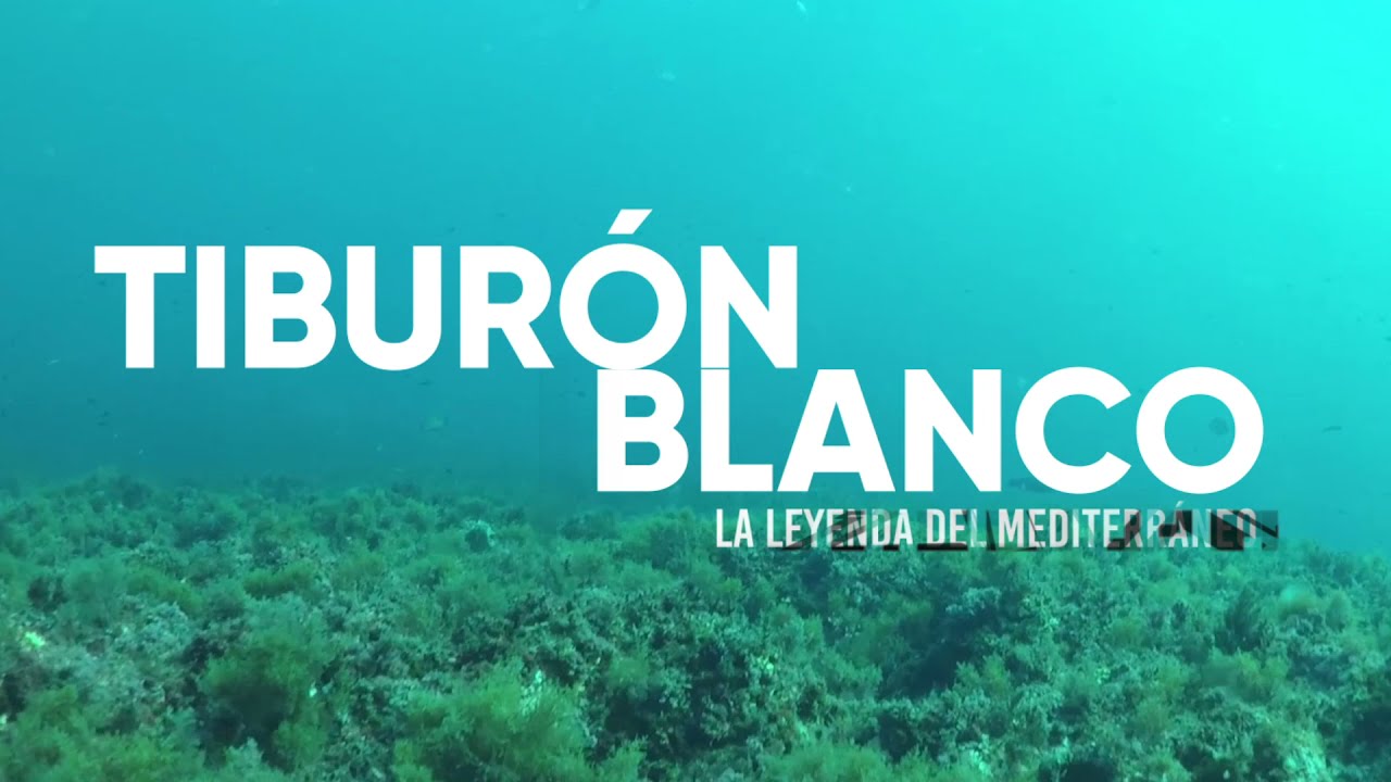 Tiburón Blanco - Leyenda del Mediterráneo | TRAILER |