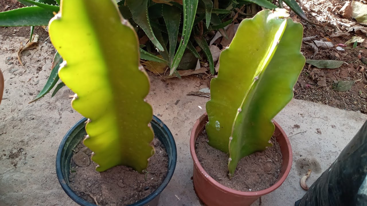 Dragon fruit plant