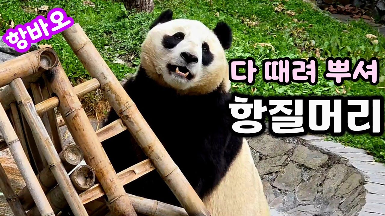 26.3.16 오후1 푸바오 옆집언니 항바오의 반란❣️
