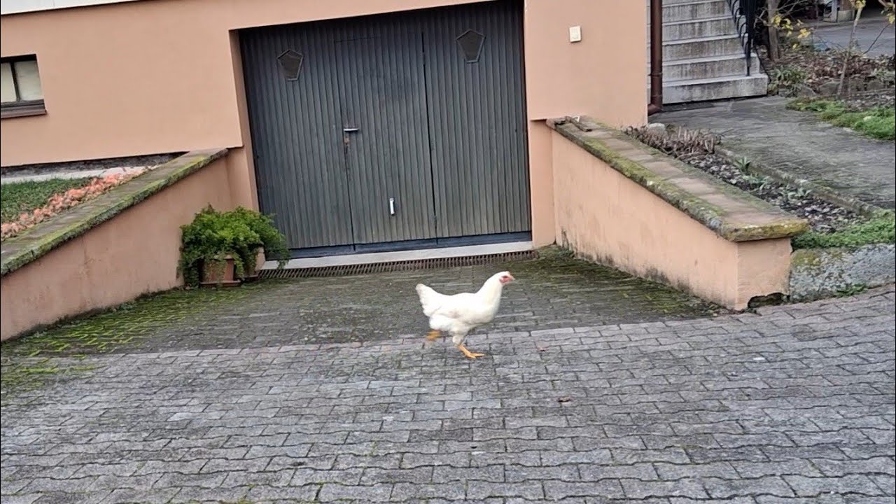 🐕🐔😄 4) My way back home (Alsace)// 4) Mein Weg nach Hause (Elsaß)// 4) Vers chez moi ( Bas-Rhin) 🔻🔻🔻