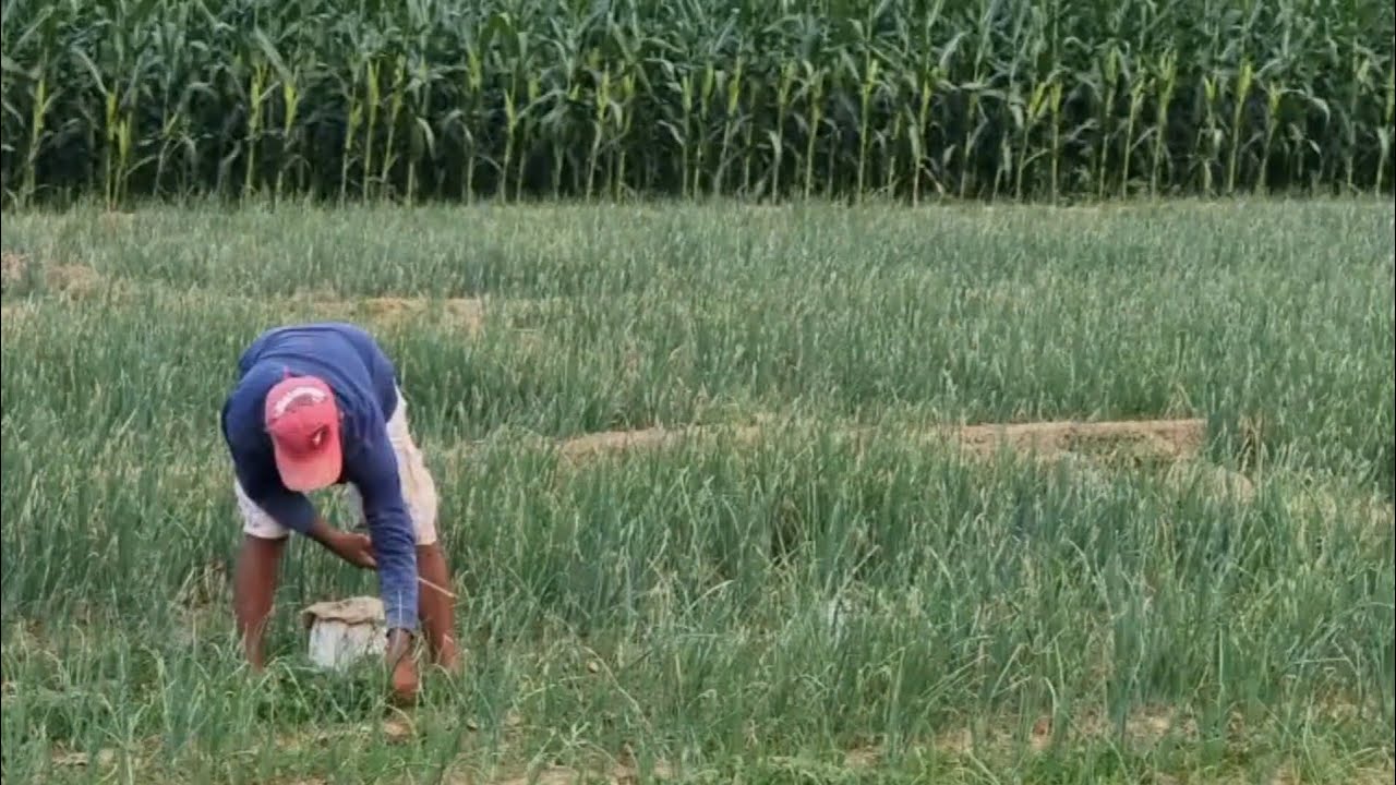 Basic Tips sa Pagtatanim ng Sibuyas | Onion Farming Guide