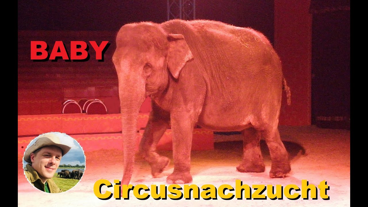 Was wurde aus Elefant 