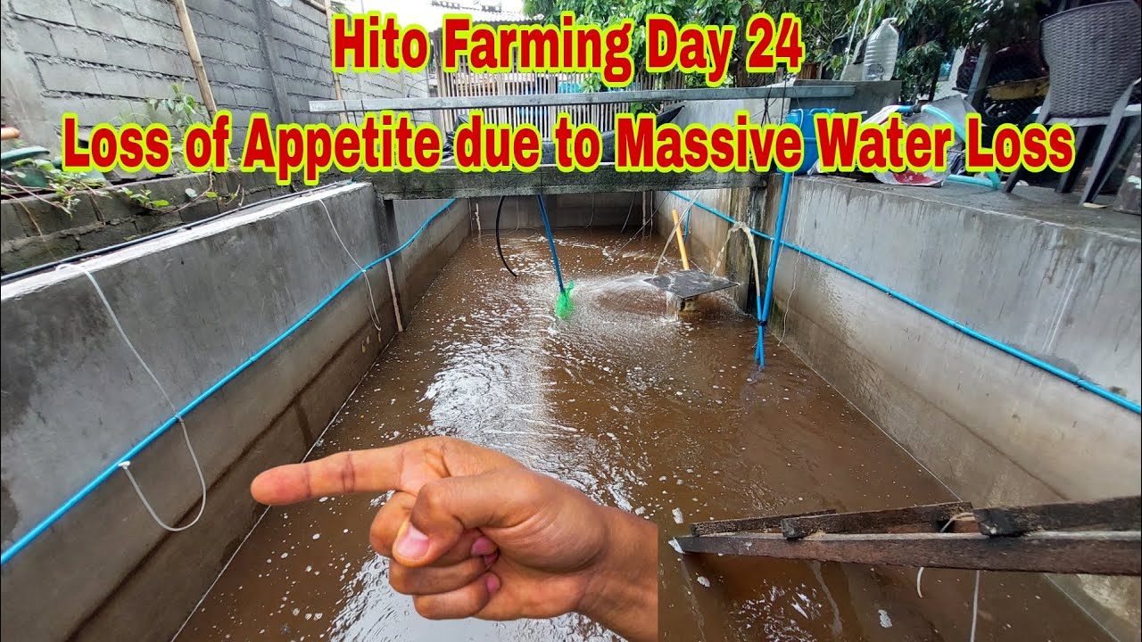 Hito Fingerlings na Stress and Loss of Appetite dahil sa Massive Water Loss