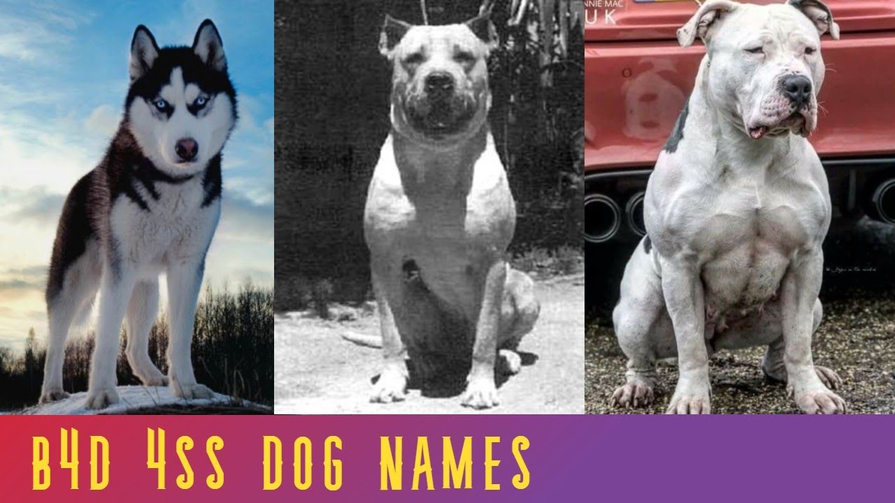 20 Coolest STRONG DOG NAMES (Male)