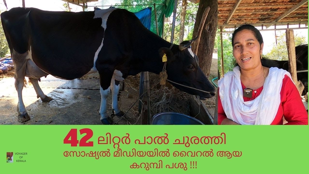 ദിവസം 42  ലിറ്റർ പാൽ ചുരത്തി താരമായ ഇടുക്കിയിലെ മിടുക്കി പശു !!!! | 42 LITRE MILK IN A DAY!!!