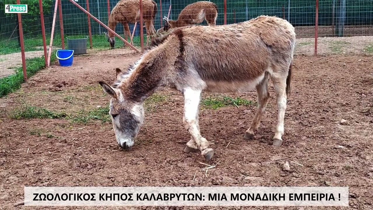 Καλάβρυτα: Ζωολογικός κήπος