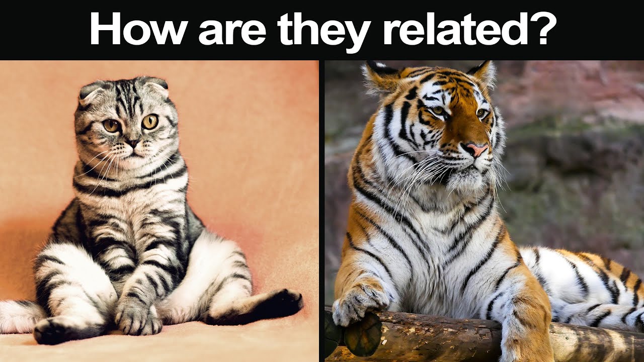 Is Your Cat Just a Tiny Tiger? The Answer Will Surprise You!
