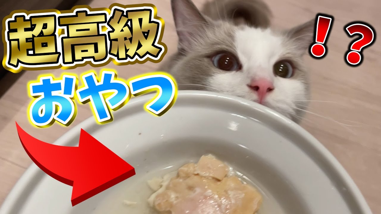 【カメラ】超高級おやつをあげた猫の反応がヤバすぎたｗｗｗ【すとぷり】【ラグドール】