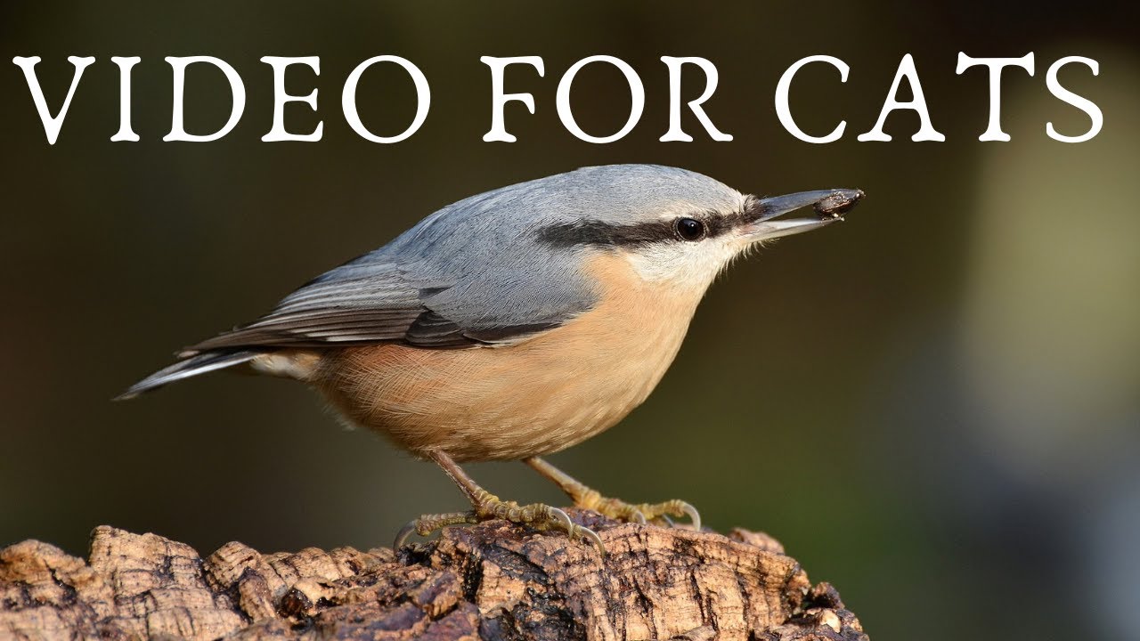A movie for cats  -  Nuthatch