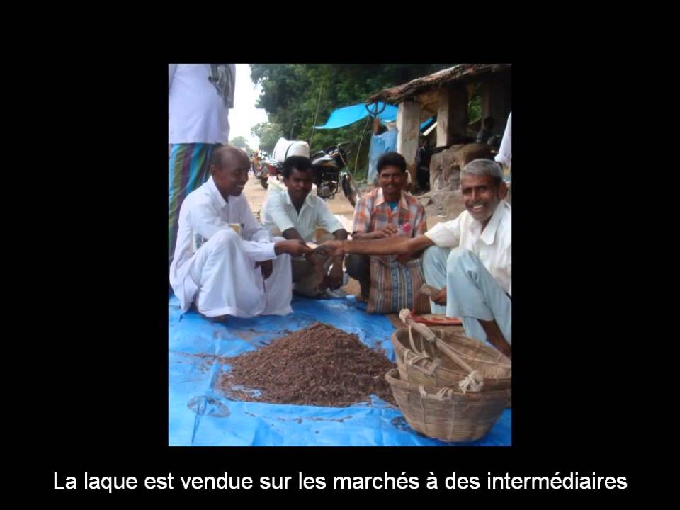 Origine et production de la gomme-laque, sous-titre en français