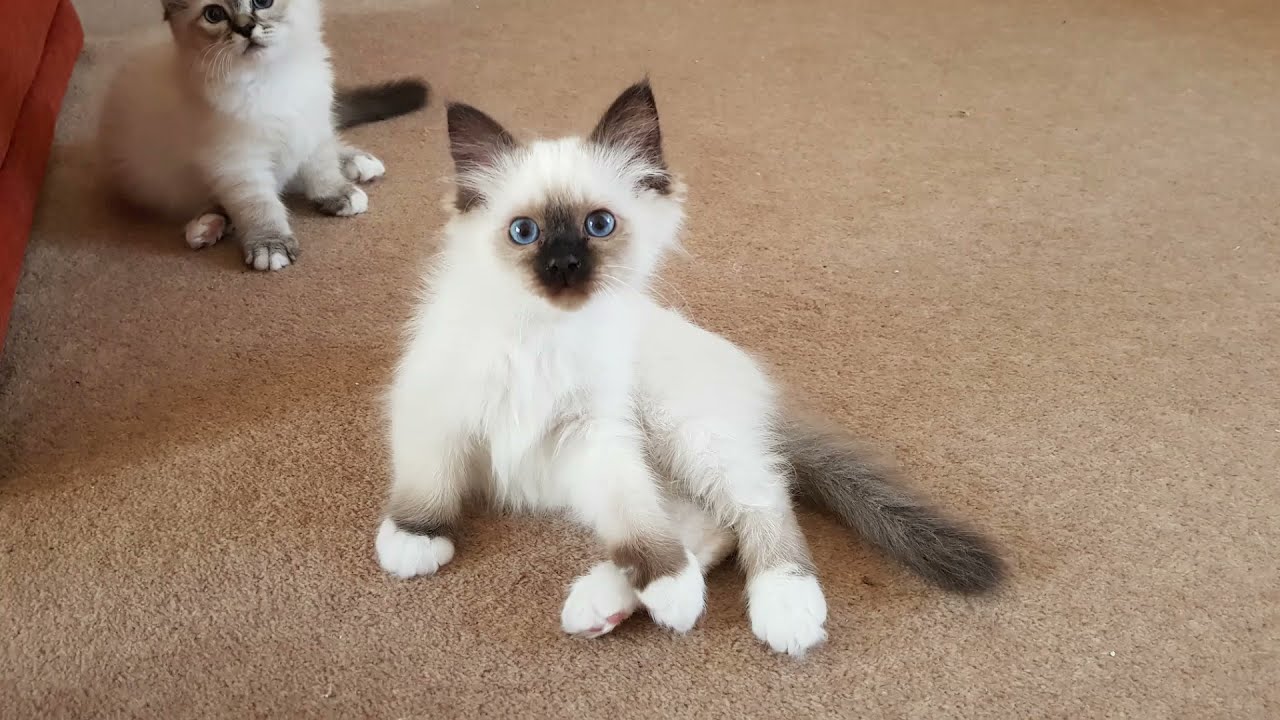 Birman Kittens Seal Litter - From birth to new homes VLOG #12