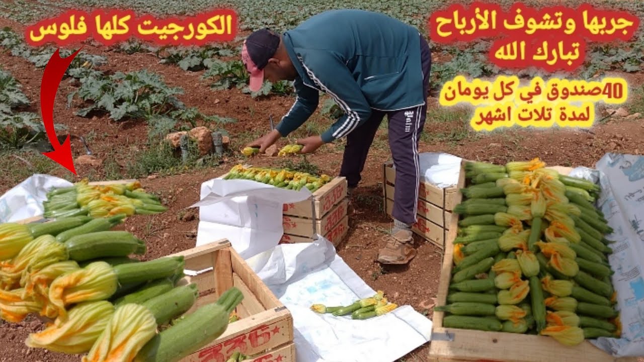 جربها ورد عليا الخبار زراعة الكورجيت الݣرعة الخضرة إنتاج وفير بأقل تكلفة