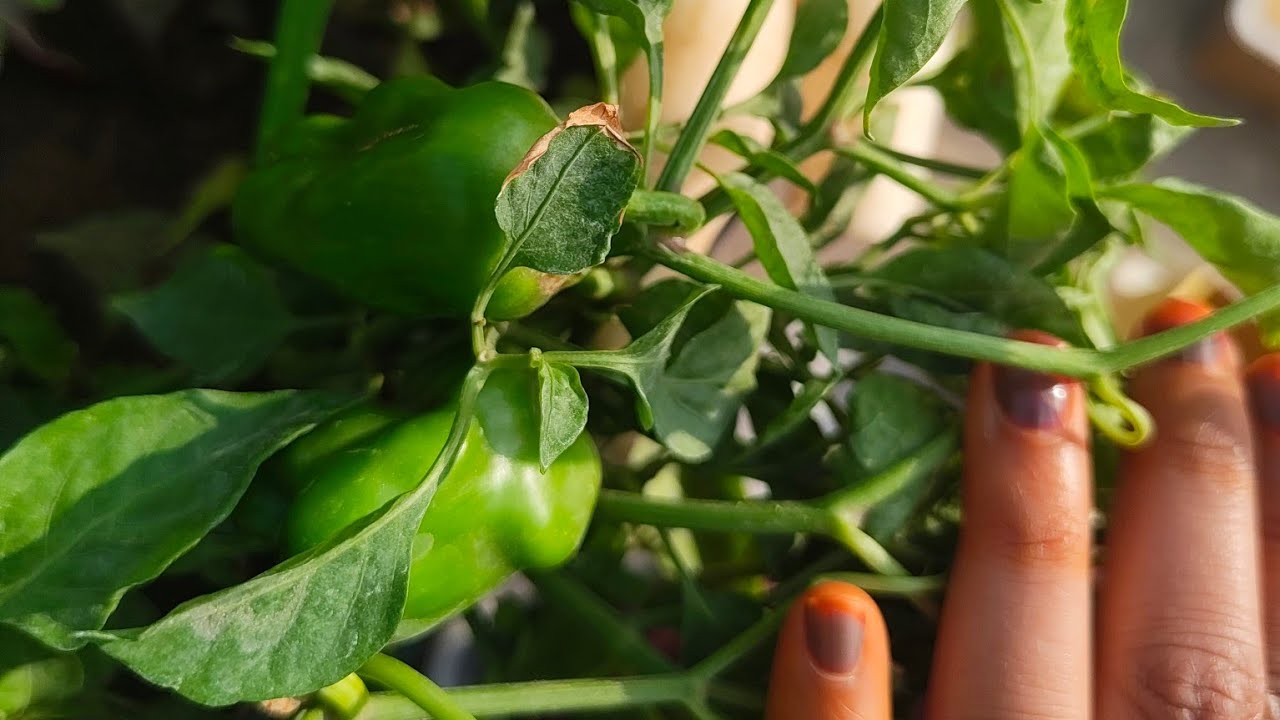Fun Food and Gardening  is live