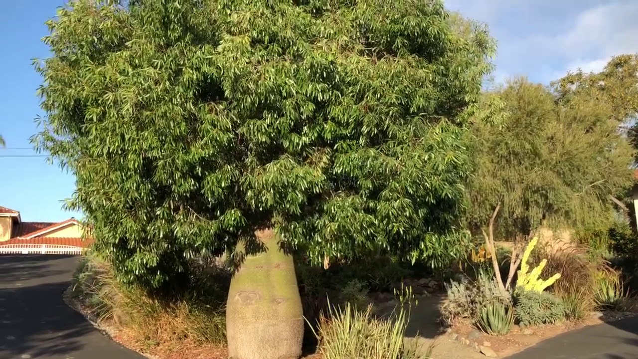 Queensland Bottle Tree