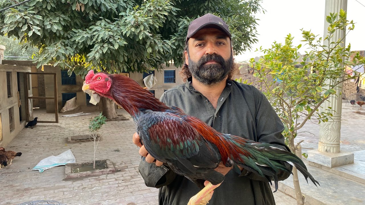 Maidan Mein Janay Say Phele Kin batton Ka khyal rakhna chaye