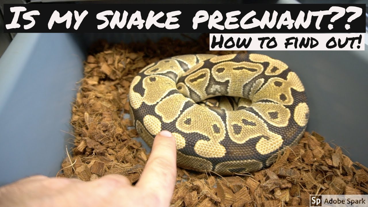 IS YOUR SNAKE GRAVID? HOW TO FIND OUT!!! RCR
