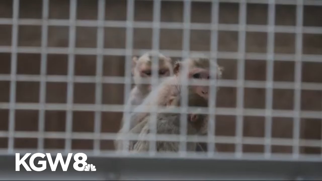 Oregon primate research center could eventually become sanctuary after divisive board vote