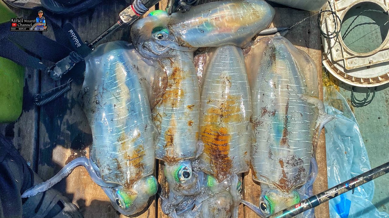 Eging SOTONG MEGA di Pengakhiran Musim Eging 2022  - (Eging Boating) - Ft Vfiq Ai Zuddin Channel