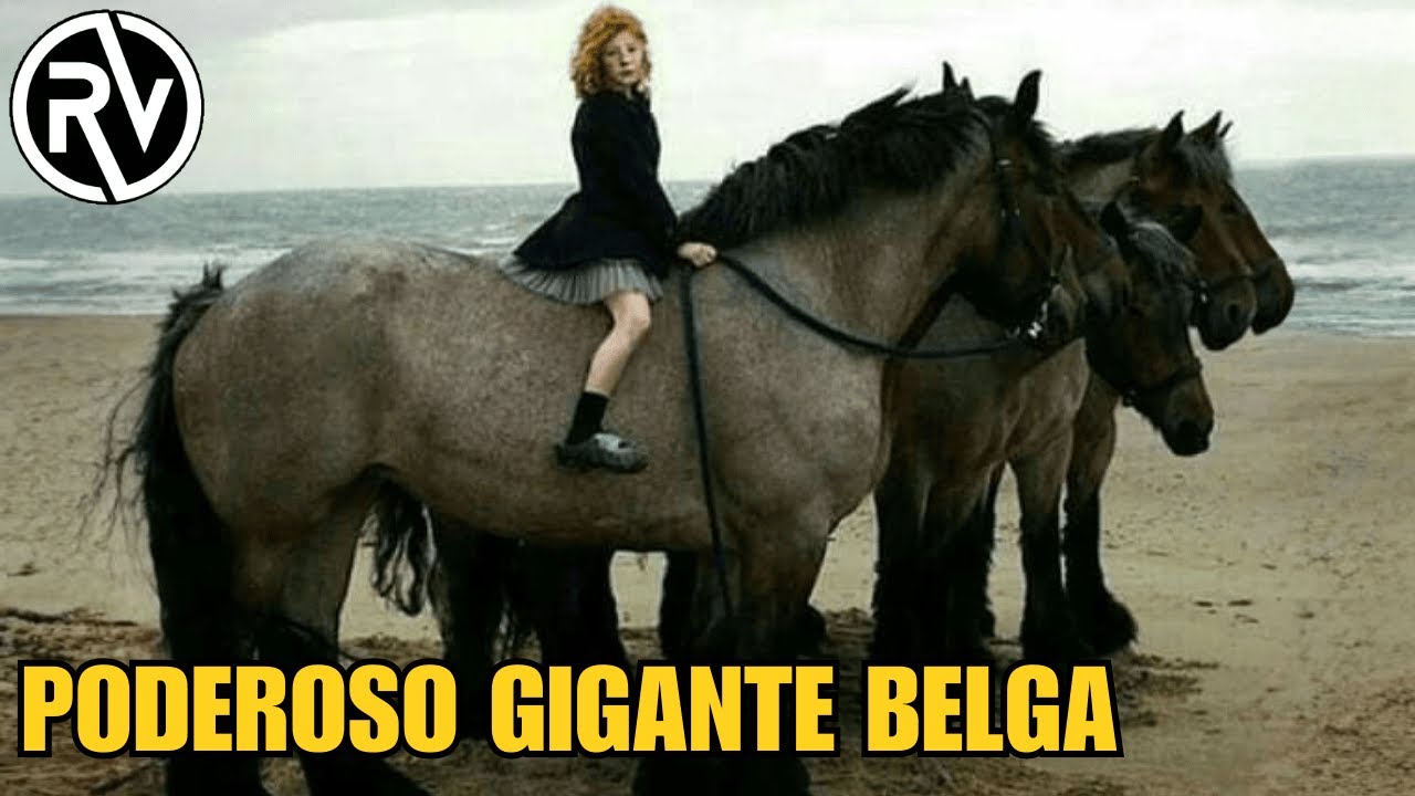 Caballo Belga de Tiro | La Raza mas Poderosa del Mundo