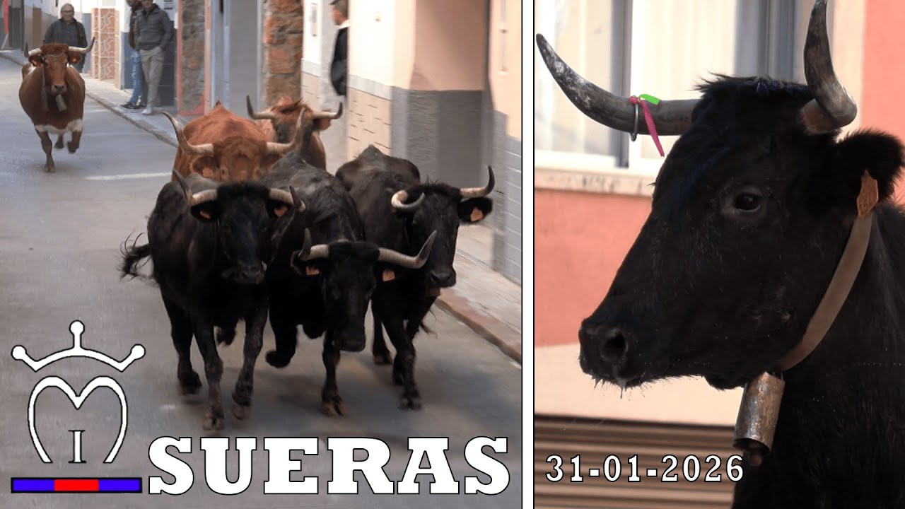 4K - SUERAS - MATINAL Y TARDE DE VACAS DE IVÁN MESEGUER