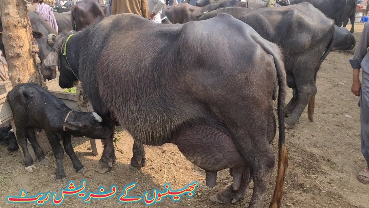 BUFFALO FRESH RATES COW MANDI MAHLLOANA DOLI SHAHEED JHANG