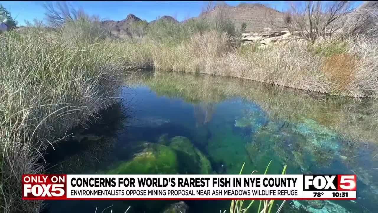 Concerns for world&rsquo;s rarest fish in Nye County amid mining proposal