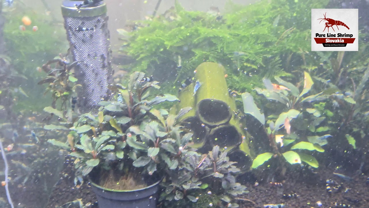 Nice mix of Taiwan Bee shrimp feeding
