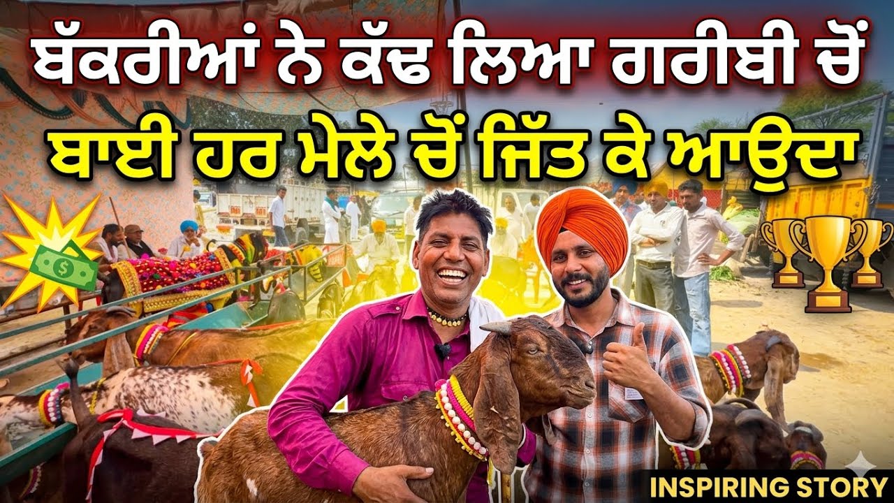 ਆ ਬੱਕਰੀਆਂ ਵਾਲਾ ਵੀ ਗਰੀਬੀ ਚੋਂ ਉੱਠ ਕੇ ਅੱਜ ਸਟਾਰ ਬਣ ਗਿਆ | Kaleke Bakri Mela #punjab #goats@iltilanadhuri