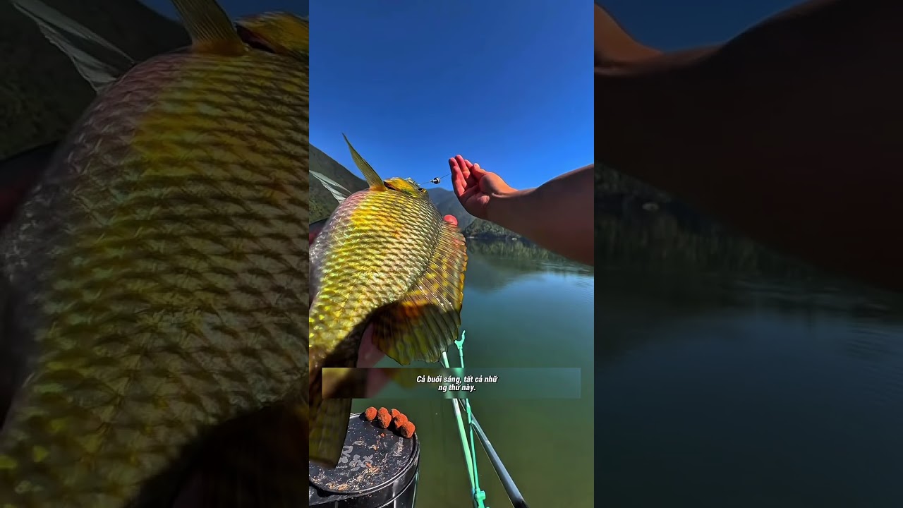 Câu cá tự nhiên #cauca #fishing 