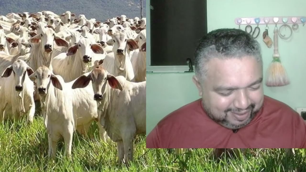 OFERTA DE GADO ENTRE OUTROS OBJSTOS, TODOS OS DIA NO GRUPO. #nordeste