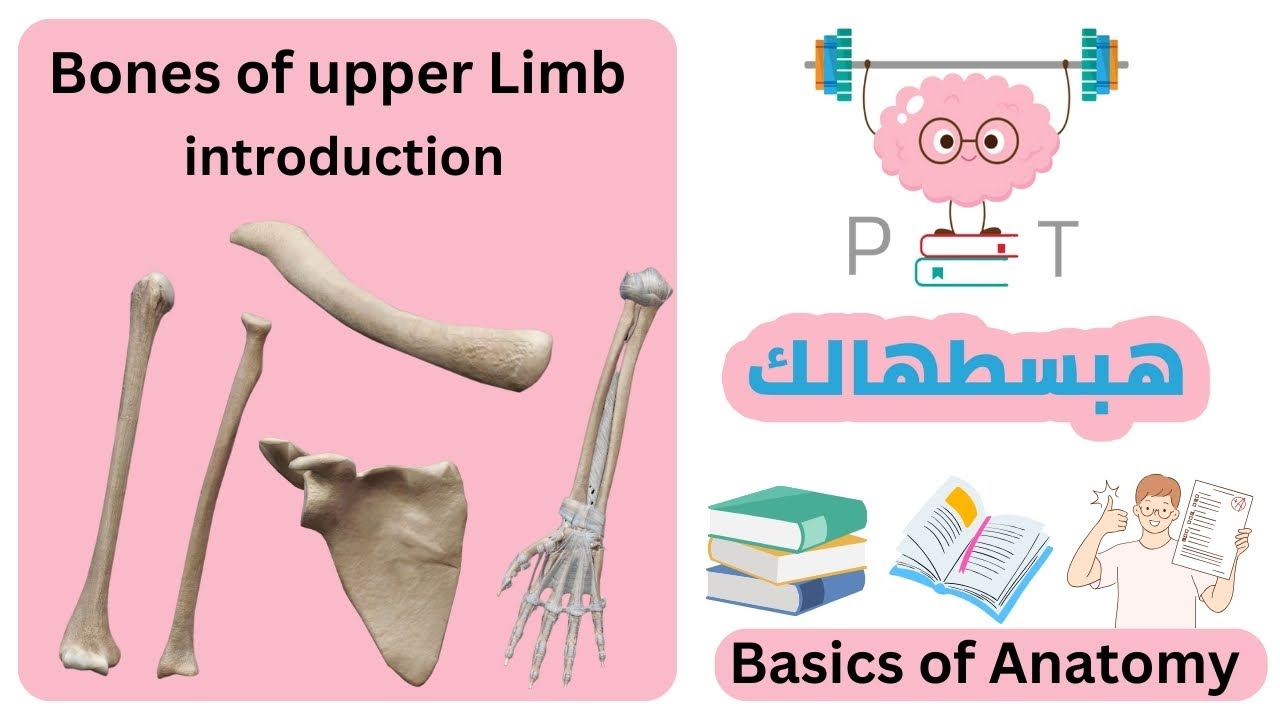 Introduction of bone  |  #upper_limb_هبسطهالك