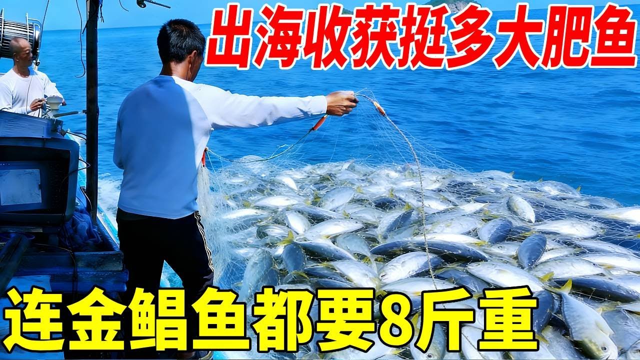 出海收获挺多大肥鱼，连金鲳鱼都要8斤重#赶海 #捕鱼 #渔民生活实拍