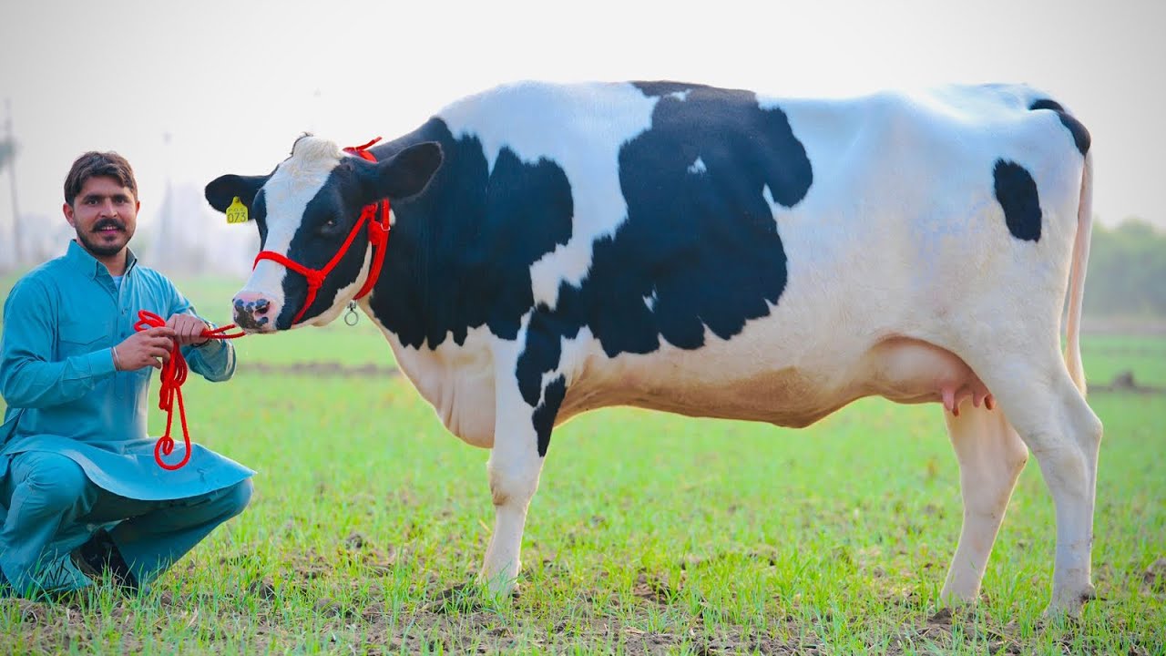 Gurwinder Dairy Farm || Pure ABS,WWs & Denmark Breed