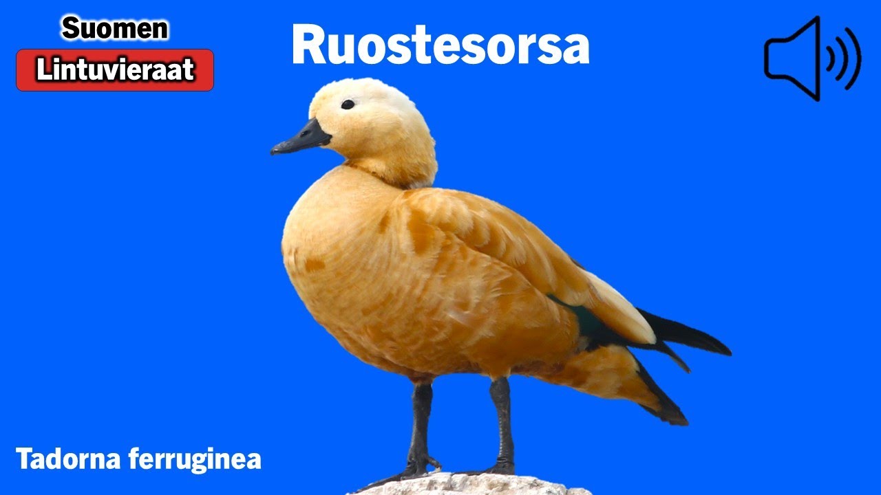 Ruostesorsa - Tadorna ferruginea - Ruddy Shelduck - rostand - TADFER