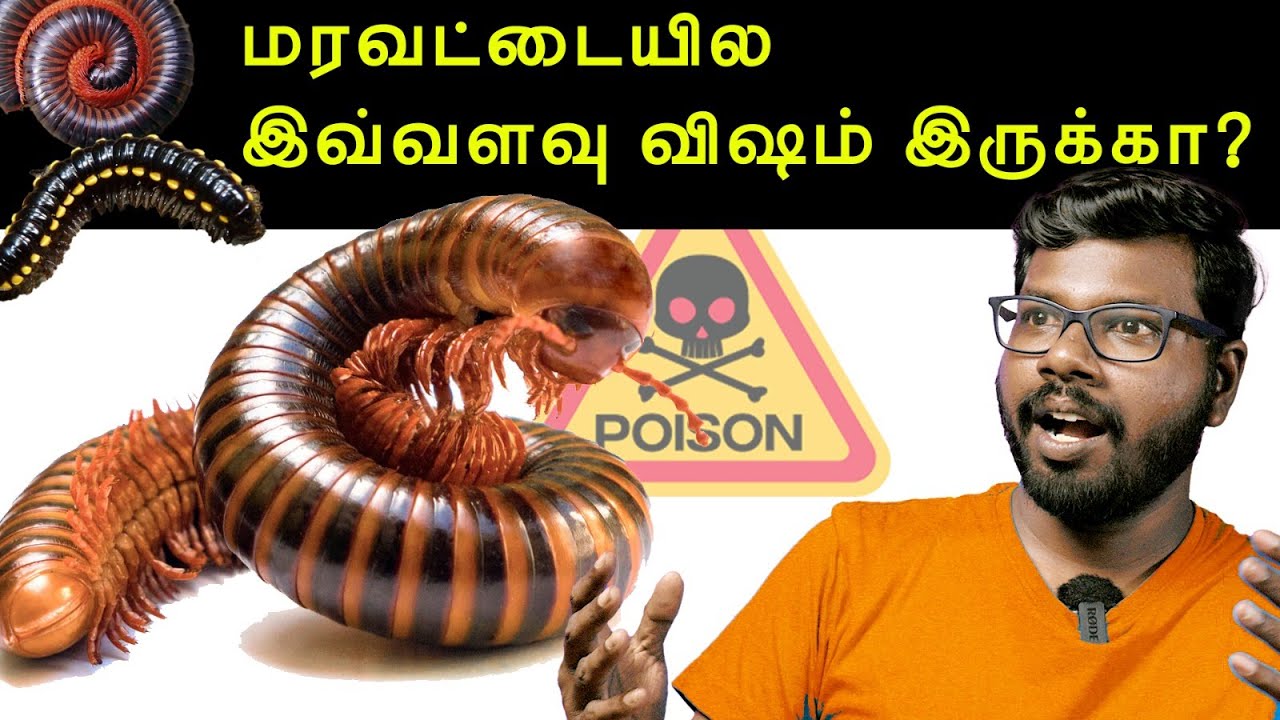 Unknown Facts of Millipede | மரவட்டை பற்றிய சுவாரஸ்ய தகவல்கள் | Onriya Uyirinam | Big Bang Bogan