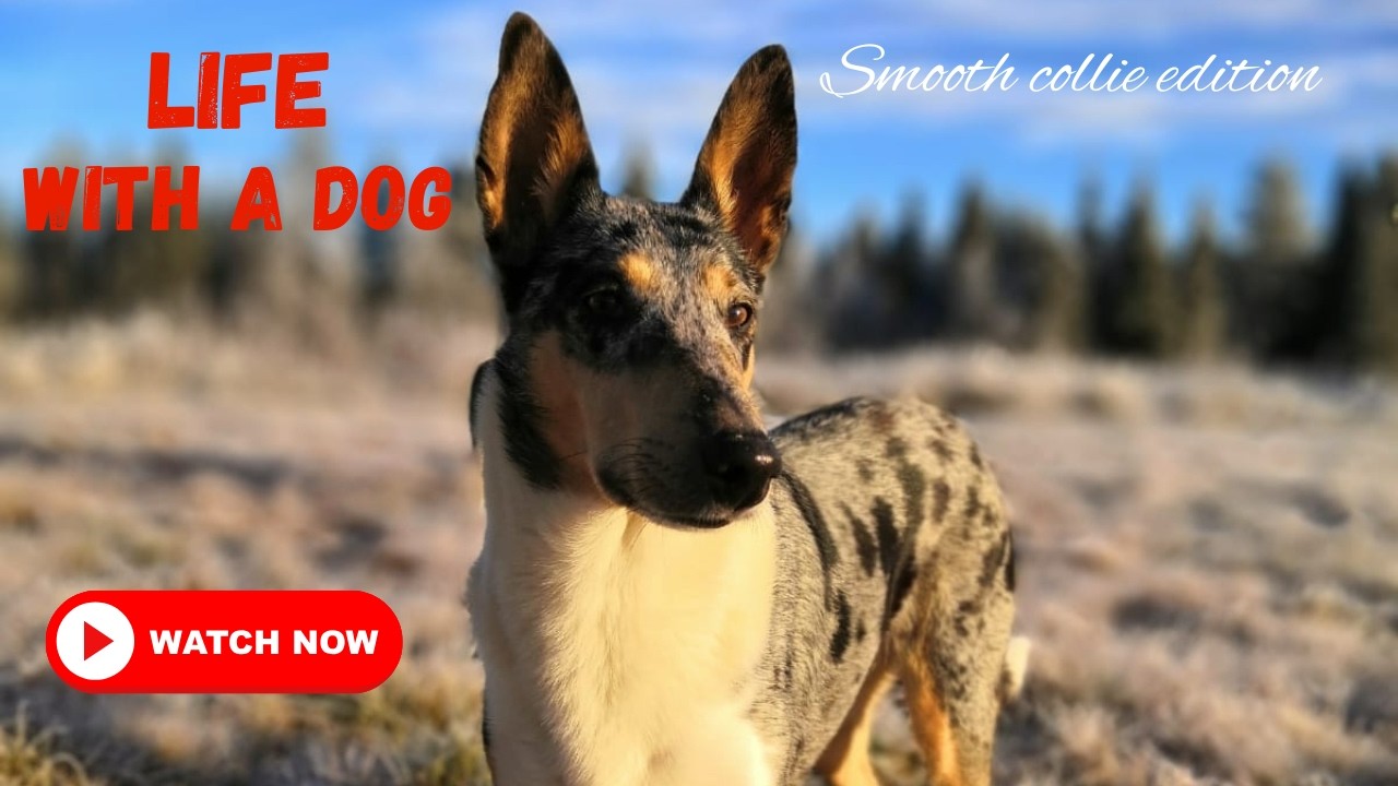 Life with a dog - Smooth collie edition