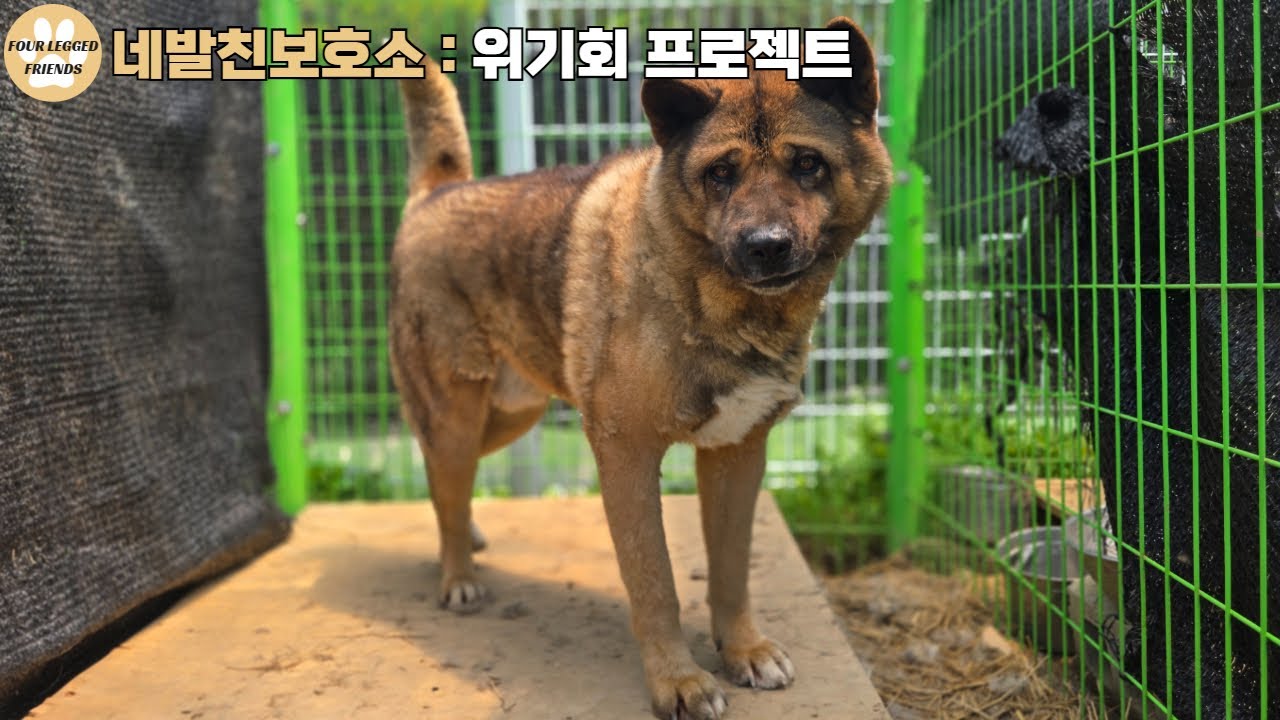 습한 환경과 스트레스로 인해 피부병이 생긴 맥스를 위한 약용 목간🙏