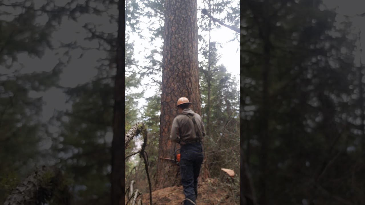 cutting nice pine.