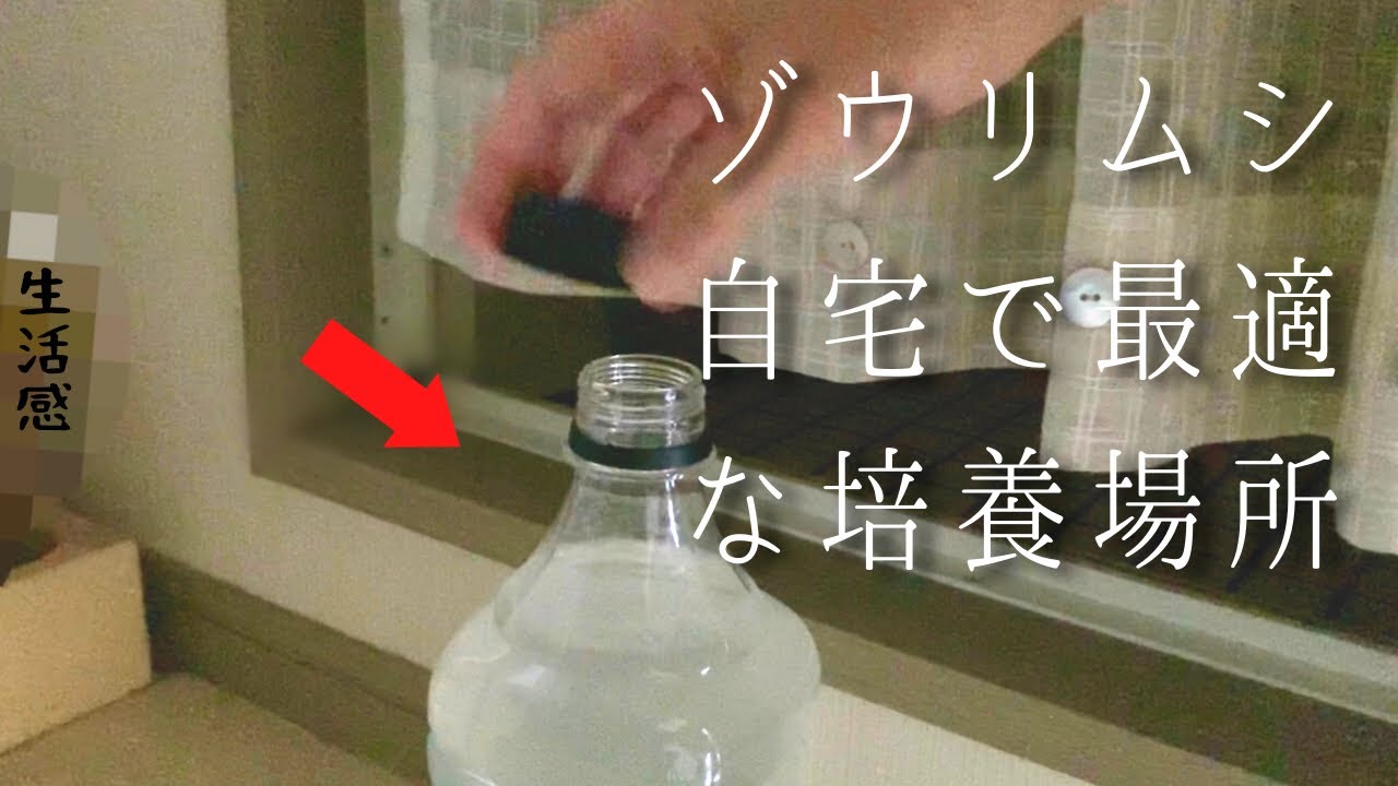 自家製ゾウリムシ培養 お手軽少量カンタン培養方法