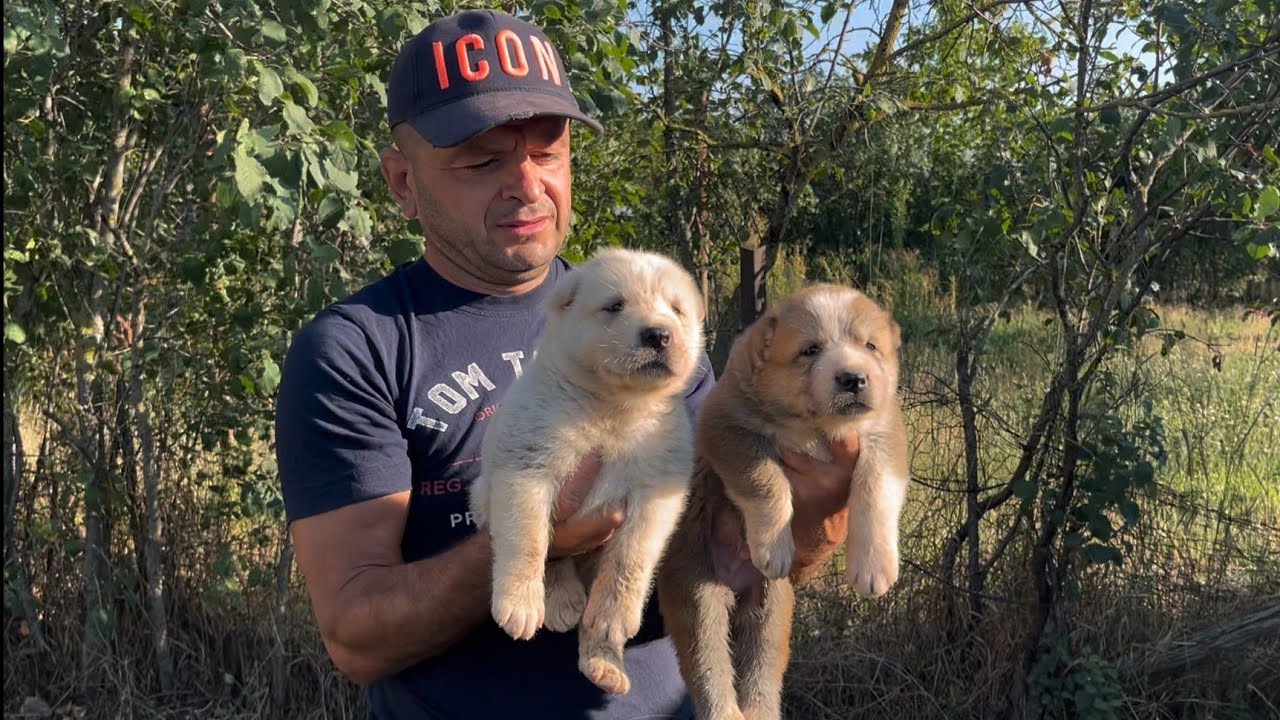  Volkodav & Asia Centrală