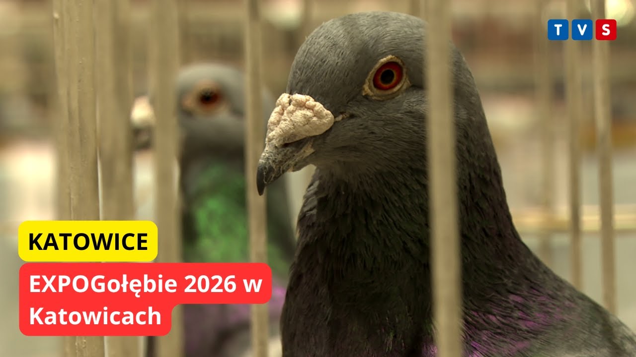 EXPOGołębie 2026 w Katowicach