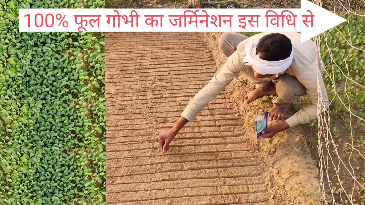 गोभी की नर्सरी कैसे तैयार करें | phool gobhi ki nursery kaise taiyar karen | phool gobhi ki nursery 